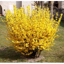 Форзиция Lynwood Gold горшок Р9 (саженец)